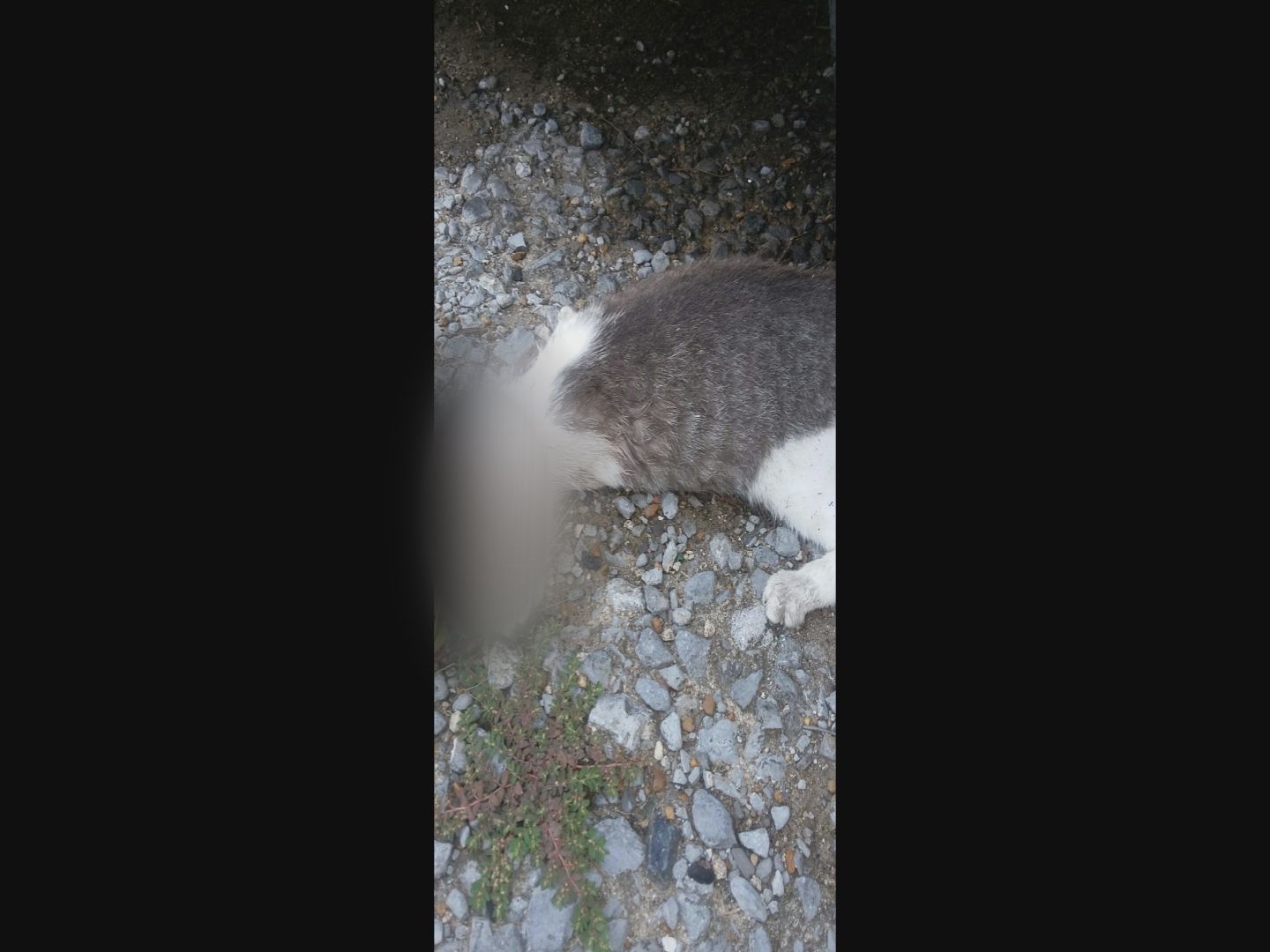 Blurred cat